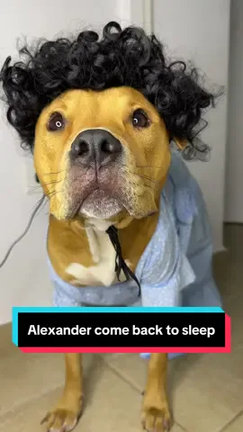 Alexander come back to sleep 😃 : #humor #trend #trendy #dogs #dog #alexander #funny #comedy 