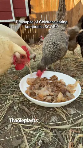 Fun Timelapse of chickens eating scoby! Lots of funny noises! #scoby #kombucha #chickens #backyardchickens 