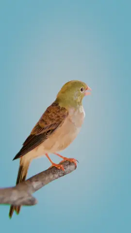 Why People Ate This Bird Feet First 😬