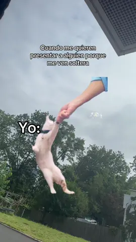 #MemeCut #MemeCut #contenido😆😆😆#Meme #MemeCut 