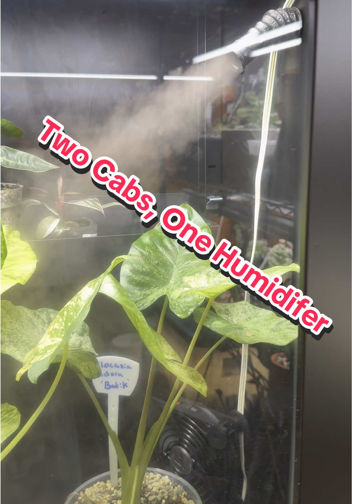 Humidifier was more than enough for one cabinet, so why not let it run two? #houseplants #ikeagreenhouse #rareplants #alocasia 