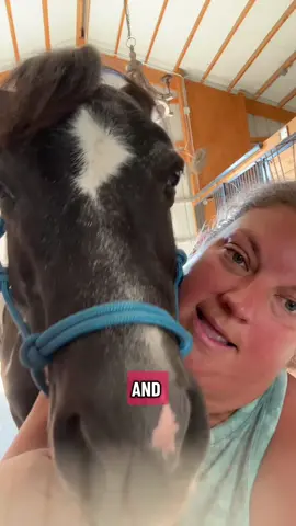 Cricket news. #horserescue #fyp #laylaroseranch #nonprofitorganization #minihorse 