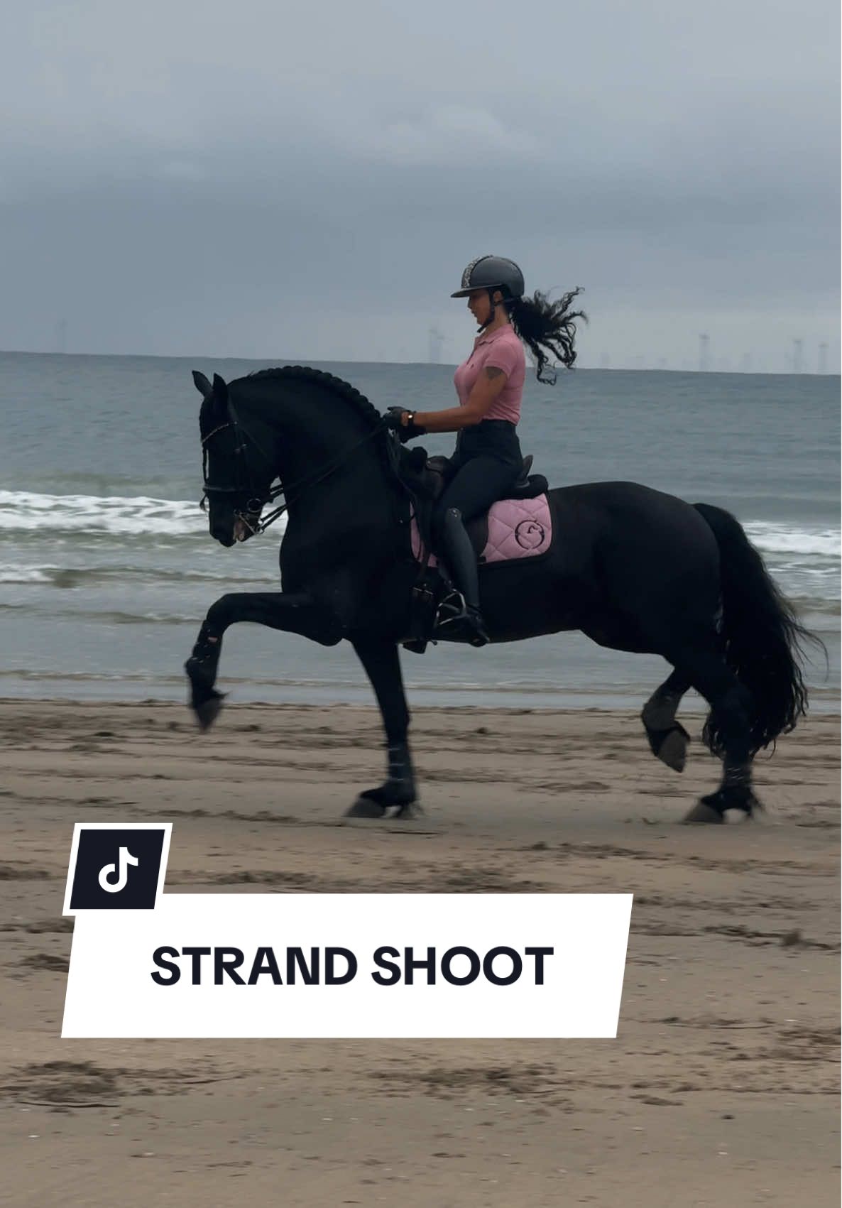 DIT SETJE! 😍😍😍 #friesian #friesianstallion #stallions #stallionlife #friesiansporthorse #dressage #friesianhorse #fypage #equestrian #hypostore 