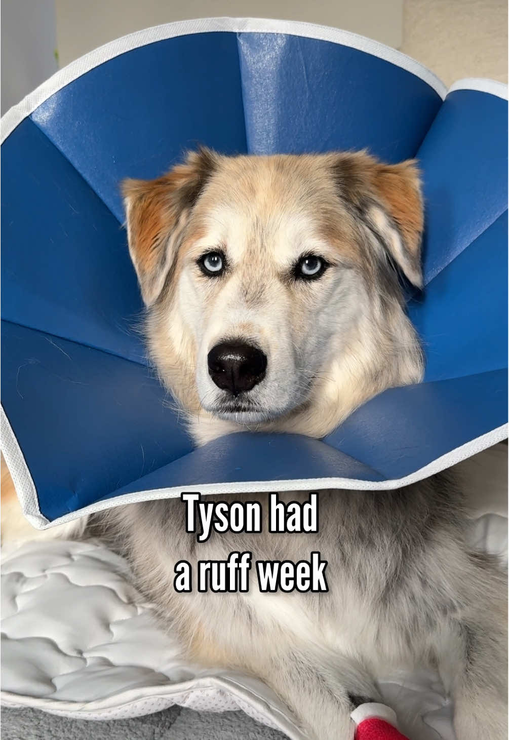 A love for the ages: The story of Tyson and his emotional support teddy bear 🧸 #dogs #husky #retriever #teddybear #fyp 
