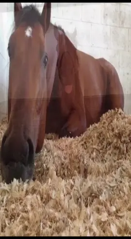 #horse #caballo #лошадь 