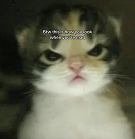 #cat ||: “Btw this is how you look when you’re mad.” For: @⋆˚࿔ angel 𝜗𝜚˚⋆  #kitty #kitten #madcat #ilovemygf
