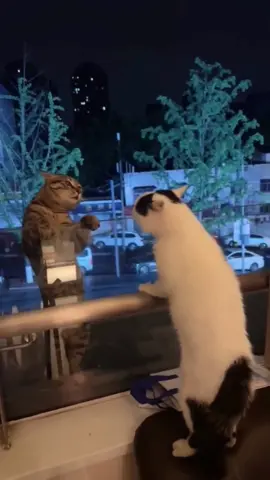 Who’s your Monday mood twin? Tag them! 😹😾💥 Drop a comment if you’ve ever felt this way on a Monday 😅👇 #MondayMood #Relatable #FunnyCats #CatTok #MoodCheck 