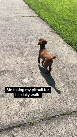 Can’t tell him nothing #PetsOfTikTok #dogs #dogsoftiktok #poodles #poodlesoftiktok 