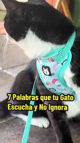 No usan el lenguaje como nosotros, pero sí reconocen ciertas palabras que asocian con acciones, emociones o rutinas diarias.#gatitos #gatos #gatolovers #cosasdegatos #amantesdelosgatos 