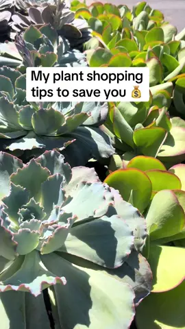 Want my tips for growing your plant collection while saving money? #plants #plantsoftiktok #PlantTok #planttips #freeplants 