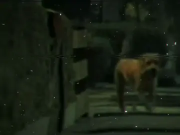 فستان فرح في ليالي احزاني 😔💔  ... .. #فستان #hoda #الحب  #dog #حالات_واتس_حزينه💔 