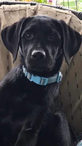 $100,000 question: Name Tucker's favorite food. I promise you won't need to phone a friend for this answer. Tucker eats EVERYTHING  that fits in his mouth....people food, cat food, rocks from outside, dirt, flowers.  #dogsoftiktok #tucker #tuckerthegoldador #DogTok #Goldador #LabsOfTikTok #blackgoldador #gameshow #puppyeatseverything  #puppy #puppytiktok  #CapCut 