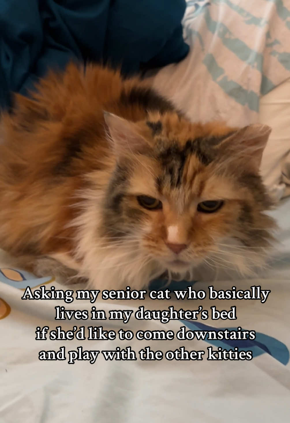 she’s just a girl who likes to bedrot #cattok #funnyvideo #catlover #seniorcat 