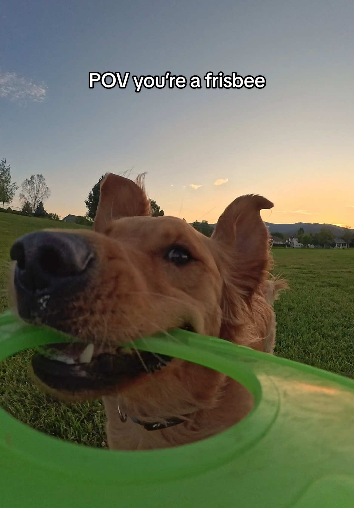 New POV unlocked 🤭 #goldenretriever #dogsoftiktok #insta360 @insta360 official 