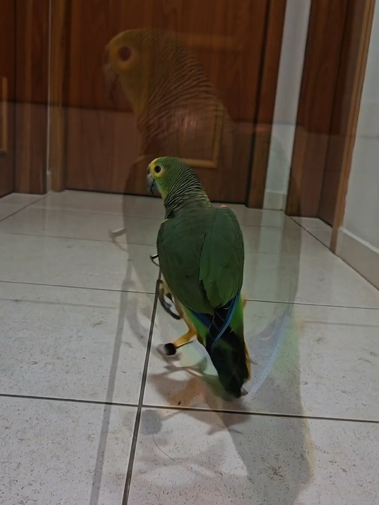 Papagaio acelerada #birdsoftiktok #bike #parrot #animals #PetsOfTikTok 