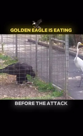 #SuperemeXediTss #🦅 
