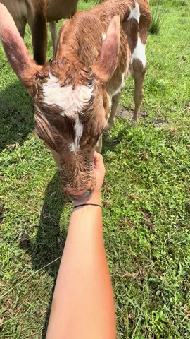 New baby on the farm with the best mom! @Pearl River Pastures  . . . #milking #jerseycow #cow #calf #fypシ 