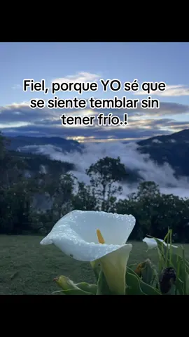 Quien dice esta frase no es ingenuo ni idealista. Es alguien que aprendió a base de heridas, pero que elige amar con verdad, porque entiende el valor de la paz que da una conciencia limpia. Alguien que elige cuidar lo que tiene, precisamente porque sabe lo que se siente perderlo todo por confiar en quien no lo merecía.✨#paratiiiiiiiiiiiiiiiiiiiiiiiiiiiiiii #fiel #amor 