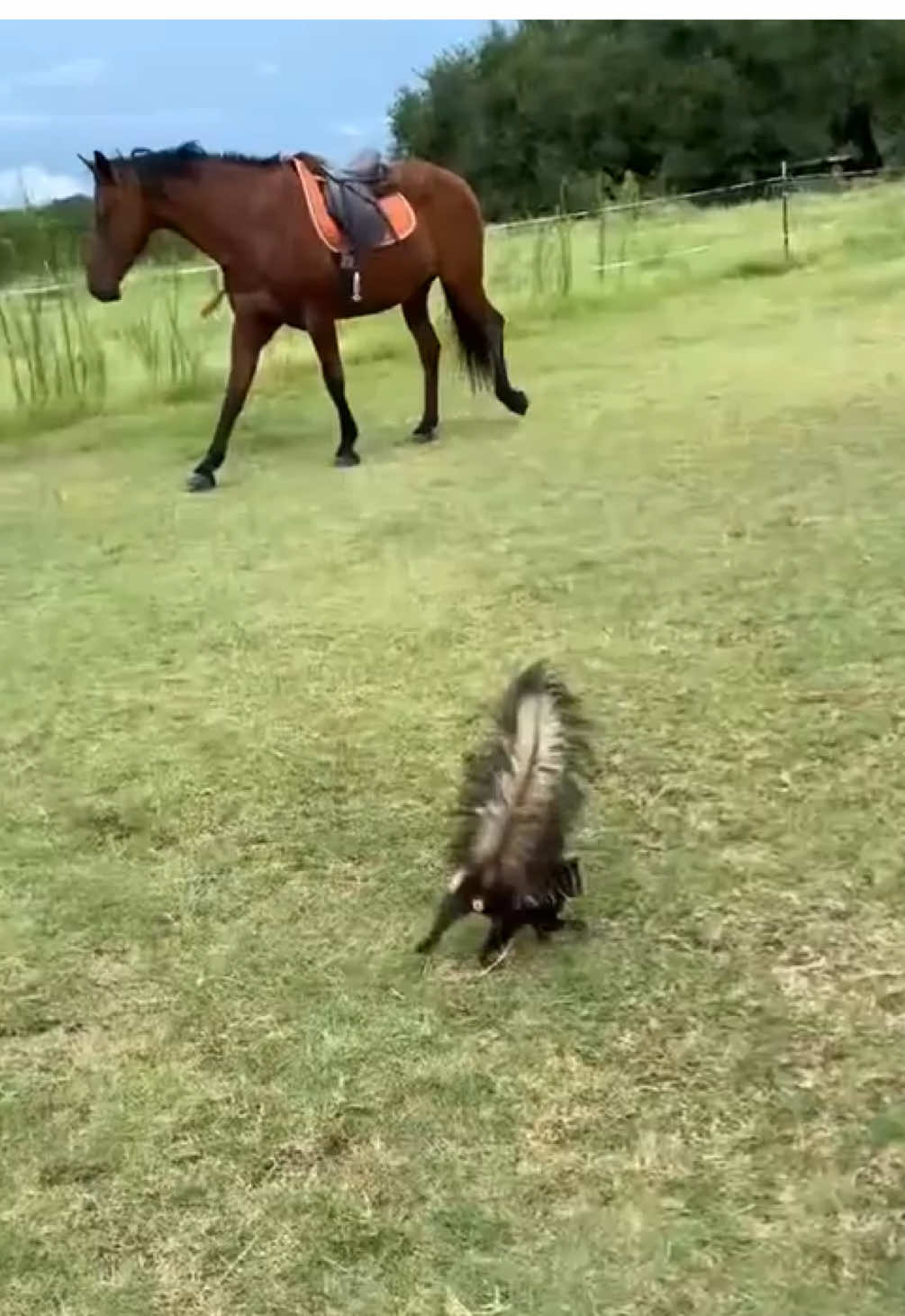 If not friend, why friend shaped? 🐶🦨 #farmlife #wildlife #skunk #dogsoftiktok 