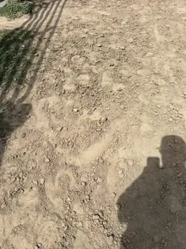 Some clips from draugr from the pass couple of days. #mustang #washingtonstate #farrier #commonsenseaintcommon #cowdogs 