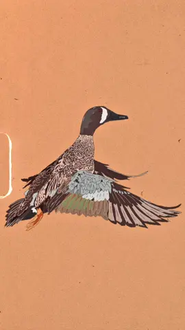 Another one right in time for season… #fyp #waterfowl #migraammunition #ducks #retayusa 