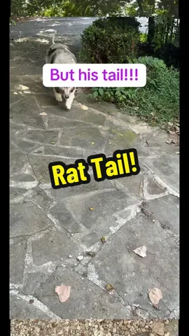 #tiktoklive #livehighlights went live today and talked about this boys tail! It was too ratted for the groomers to comb out so they had to cut it all off! 