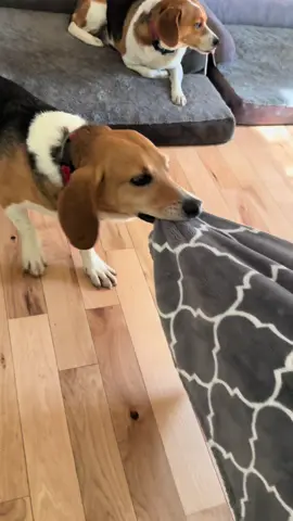 #YourDailyDexter rested up for a big job today. #beagle #determineddexter #rescueddog #fosteringsaveslives 