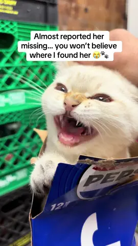 This cat almost gave me a heart attack… found her in the most unexpected place 🐾🥤#catsoftiktok #funnycat #viralvideo #fyp #bodegacat 