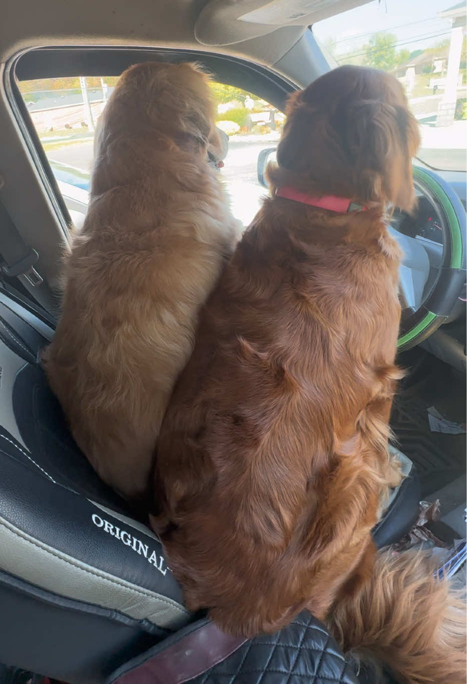 They have the whole backseat but yet they’d rather squeeze into the smallest one.. just to be upfront. #dogs #Siblings #funny #animals #frontseat 