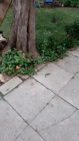 a little young squirrel 🐿️ 
