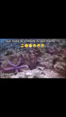 Que nadie te arrebate tu paz mental !!!!            😎😏😁😂😂😂 #pulpo #pez #pazmental  #nature #animal 