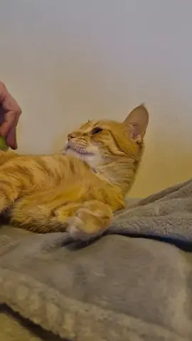 Te falta lavarme por las patitas Karen, MOVETE. #gatitos #michis #cat #catsoftiktok #gato 