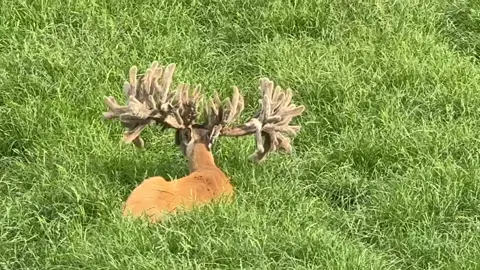 #deer #foryoupage #deertiktok #buck #whitetailbuck 
