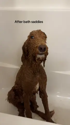 She was really dirty 😔 #dogsoftiktok #doodlesoftiktok ##foryou##fyp##dogtok