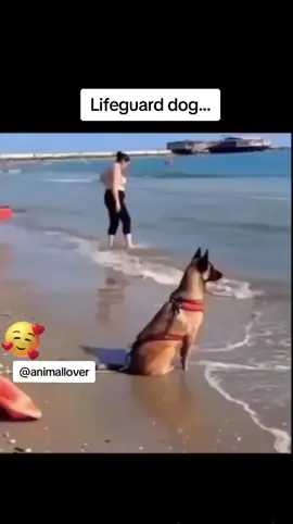 #malinois #lifeguard #socorrista #animallover #bestfriend 