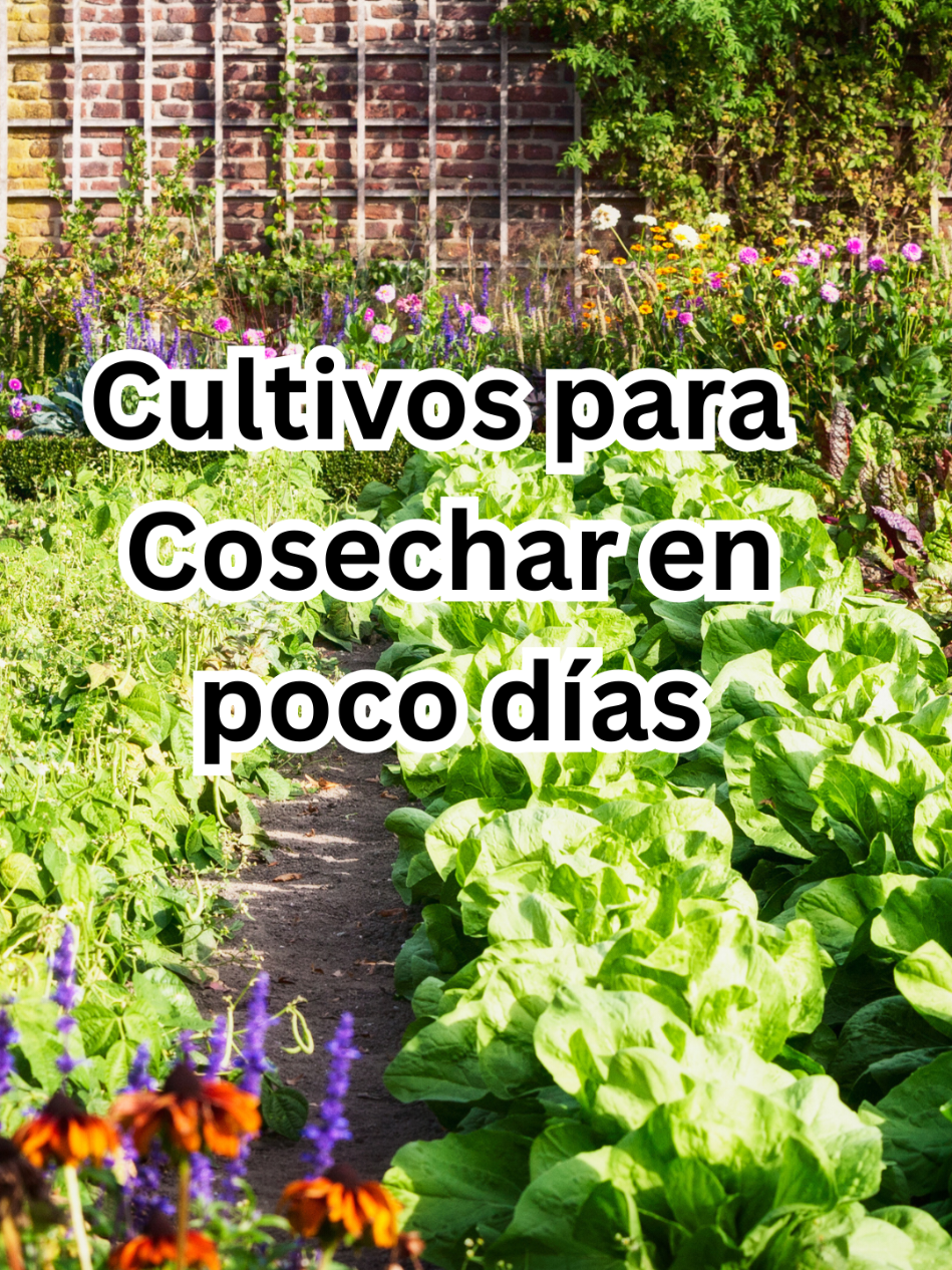Cultivos de cosecha rápida  huertos urbanos  #gardeninghacks #jardineriaparaprincipiantes 