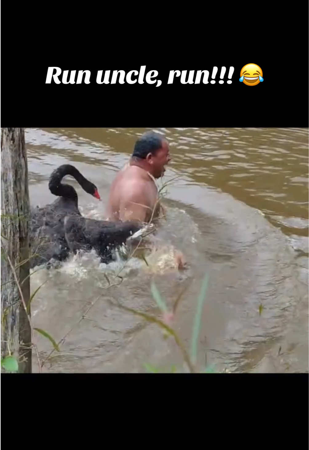 Ich hoffe, ihr habt alle schon eure Schwimmkurse gebucht! 😂🏊🦢 #fyp #fyppp #fürdich #fail #fun 