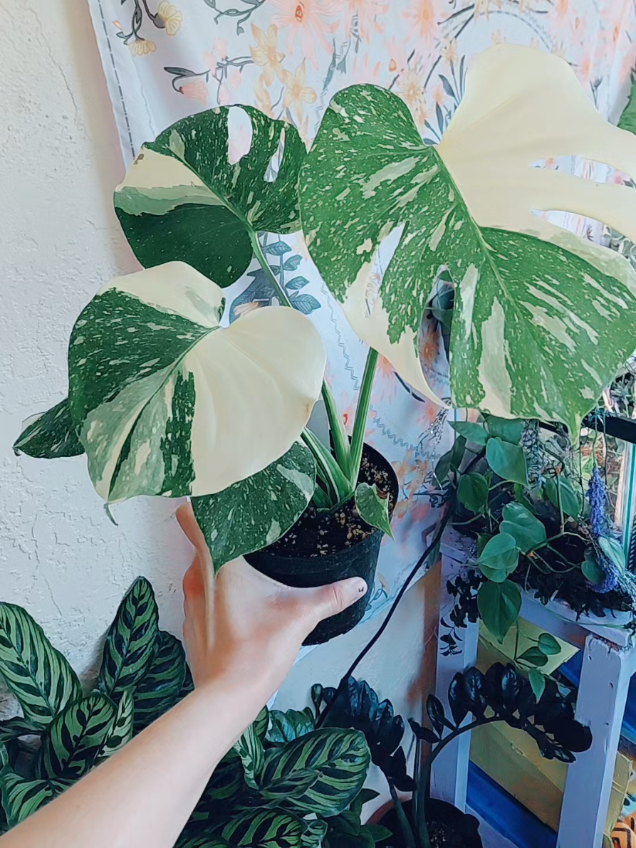 monstera thai constellation . . . . . . #monstera #plantlove  #thaiconstellation  #variegatedplants #sebring 