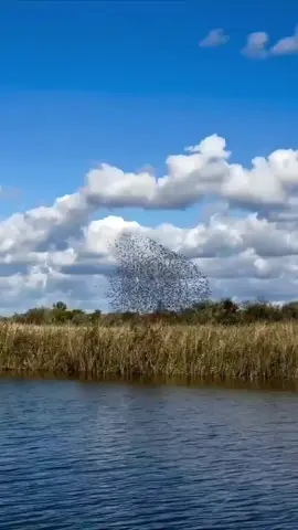 🕊 La danza de los pájaros: pescadores rusos captan un fenómeno natural inusual Las imágenes muestran el comportamiento de bandadas de aves. Es un espectacular fenómeno natural en el que grandes agrupaciones de aves, normalmente estorninos, vuelan de forma sincronizada y coordinada por el cielo, formando figuras caprichosas y en constante cambio. Síguenos en PSExpress #Noticias #naturaleza #aves #pajaropescador #rusia 