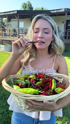 I harvested all of my wife’s peppers without her.. 😳 #garden #harvest #husbandwife #homestead #gardening @Emily Ann Roberts 