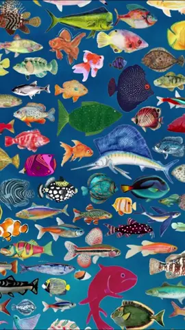 Fishy fishy fish foish #fish #moodboard #funky #sea #colourful 