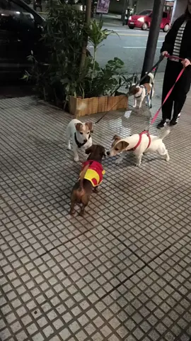 perritos 🚁  #perritosalchicha #fyp #viralvideos #tiktoklive #viral 