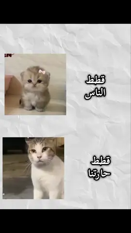 ايه ياصاوي #تصميم_فيديوهات🎶🎤🎬  #شعب_الصيني_ماله_حل😂😂  #قط  #قطط  #صاوي 