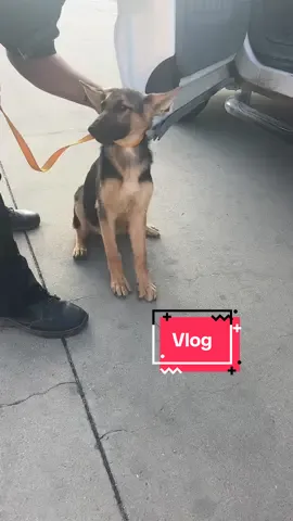 #animalcontrolofficerlife 