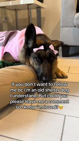 Please?🥺❤️  #dogmom #rescuedog #seniordog 