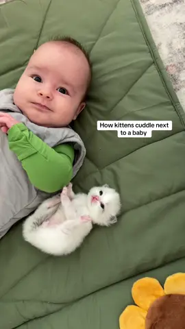 Quincy found the best cuddle spot 