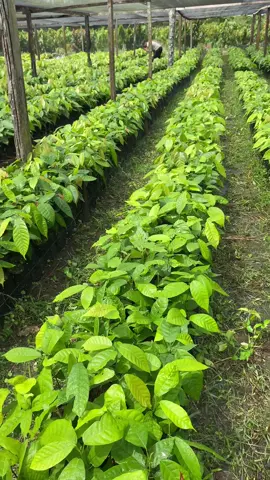 Será que molha bem?? 🙌🏾#agronaopara #fyp 