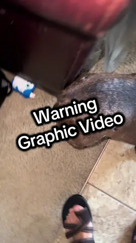 The intent of this video is for educational purposes. This has to be one of the most disgusting things I’ve had to deal with. Nugget is eight years old and this is the first time she has had this issue. She has recently gained some extra pounds from getting into the cat food. Due to the excess weight, it created an extra pocket around her tail fold in which moisture got trapped. I don’t know what was worse the smell, the appearance, or the scabbing. ##AbsolutelyDisgusting##BulldogTailPocket##TheMoreYouKnow##FrenchieLife##CheckThoseFolds