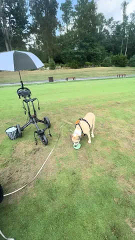 When I find the course, they’ll let me bring my dog that will be a course that I play all the time. I do have to say that I enjoy taking her up to the driving range with me. It’s nice.#golfeveryday 
