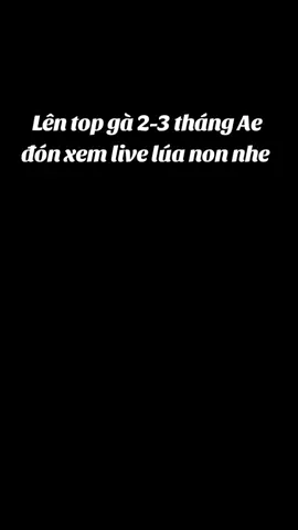 Lên tiếp top gà 2-3 tháng lúa non cho Ae , Ae nhớ đón xem live của e để săn gà lúa non nhe 🌾🌾 #phiperu #xuhuongtiktok 